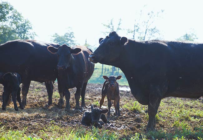 Cows and calf iin mud
