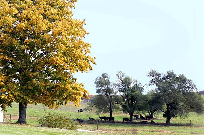fall tree cows in field